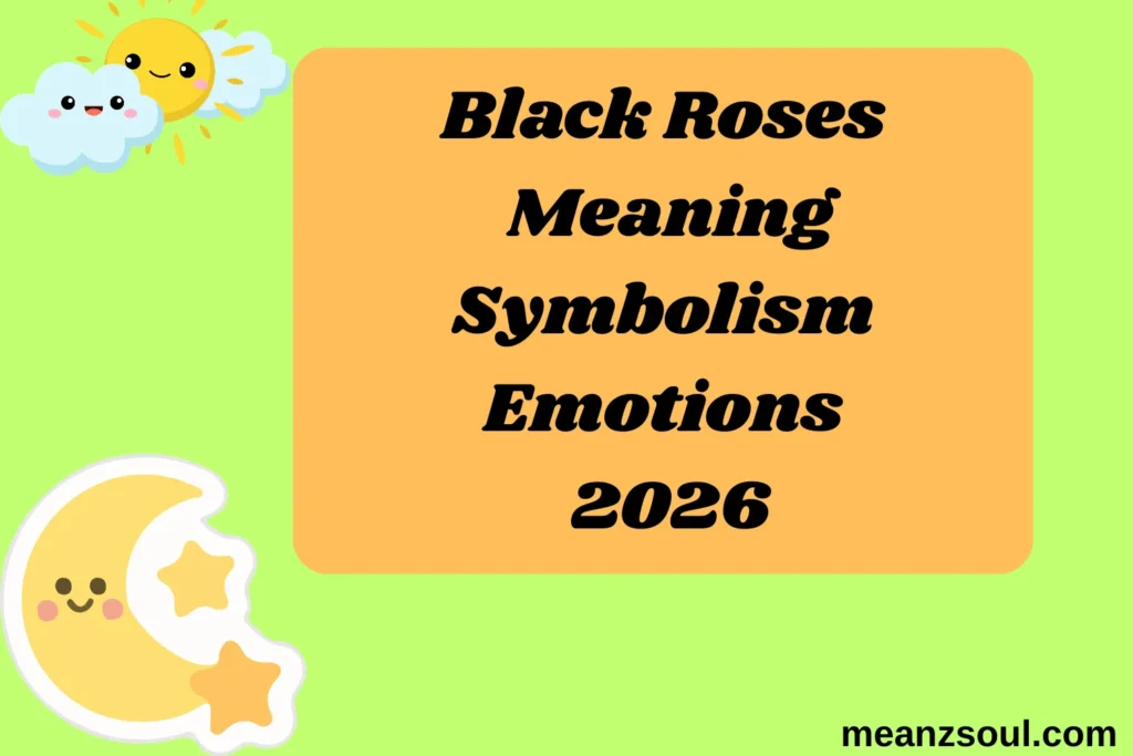 Black Roses Meaning Symbolism Emotions