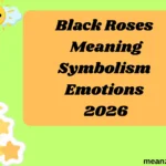 Black Roses Meaning Symbolism Emotions